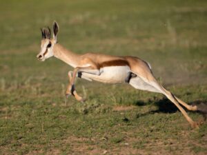 Springbok in the desert landscape