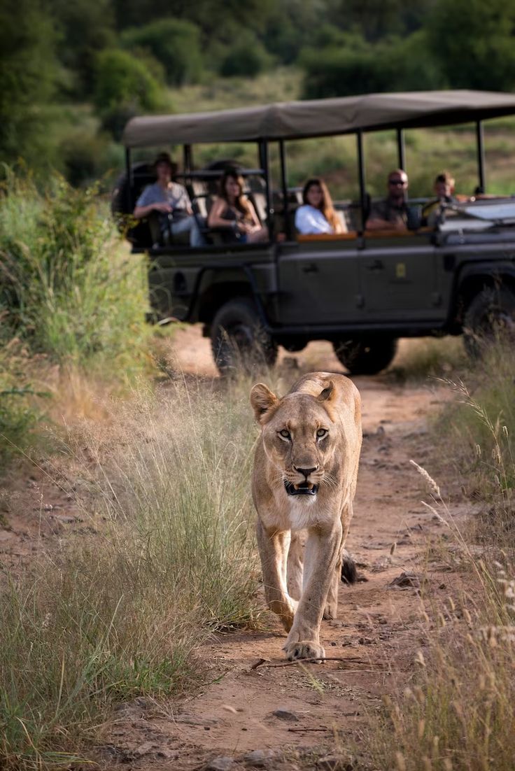 4-Day Sabi Sands Safari at Umkumbe Safari Lodge