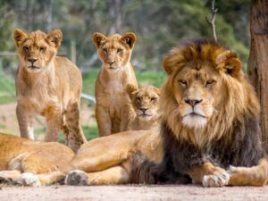 A lion pride in a predator-rich reserve, with cubs and adults interacting in their natural environment