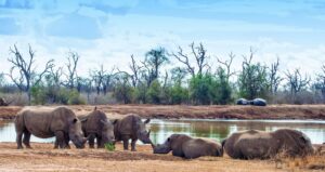 Rhinos in Hlane Royal national Park
