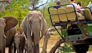 2-Day Pilanesberg Safari