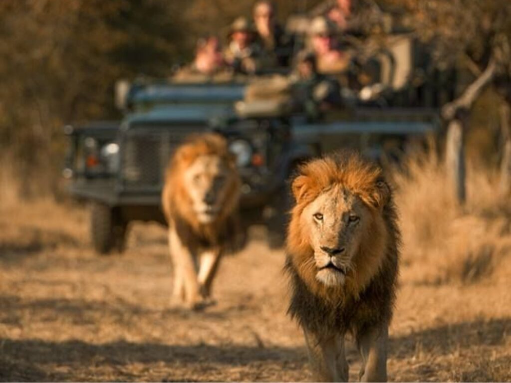 7 day affordable Kruger and Victoria falls adventure