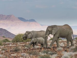 Desert elephants