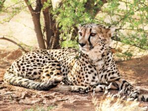 leopard grazing peacefully