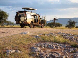 Safari vehicles in a predator-rich reserve offering close encounters with big cats like lions, leopards, and cheetahs.