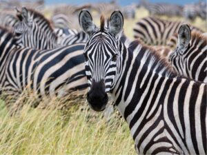 A lone zebra standing on the horizon