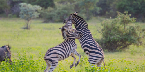 Royal Morubisi safari package