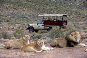 Inverdoorn Game Reserve Safaris