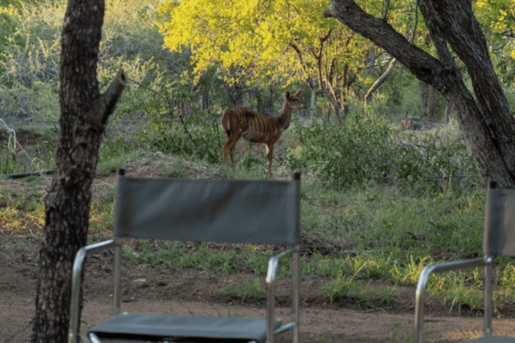 Sekekama Tented Camp, Greater Kruger