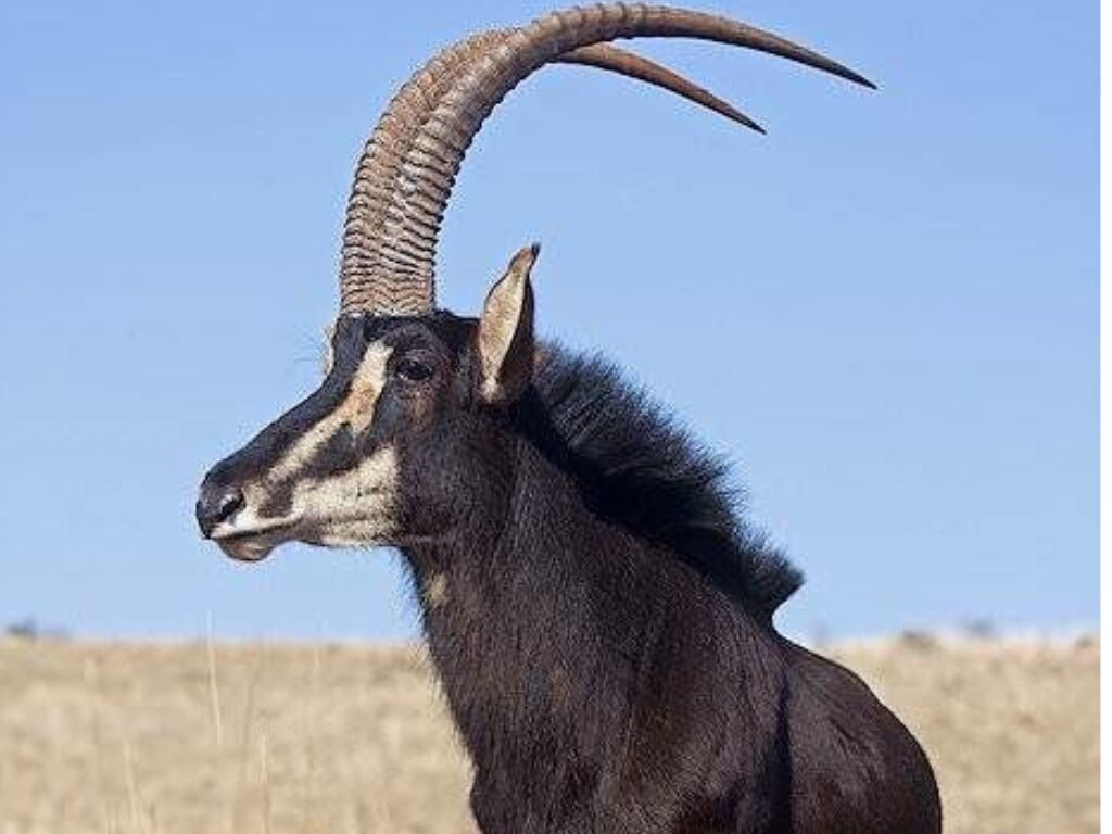 Sable in the Savannah