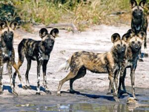 4-Day Big Five Chobe