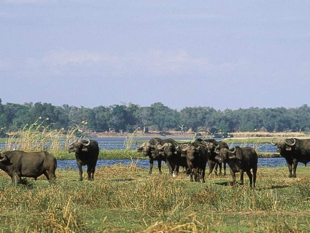 3-Day Wildlife Combo - Victoria Falls & Chobe Safari