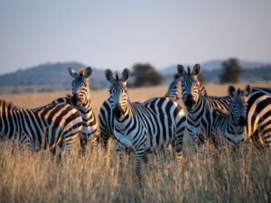 Close-up of a zebra grazing during its migration