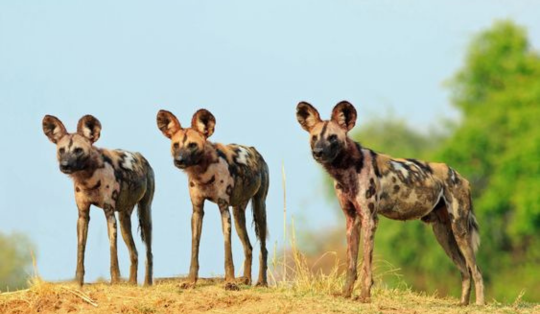 Pilanesberg & Madikwe Game Reserve Safaris
