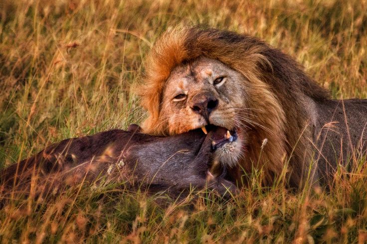 4 day luxury safari at Ivory tree game lodge