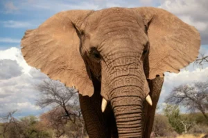 Africa Safari