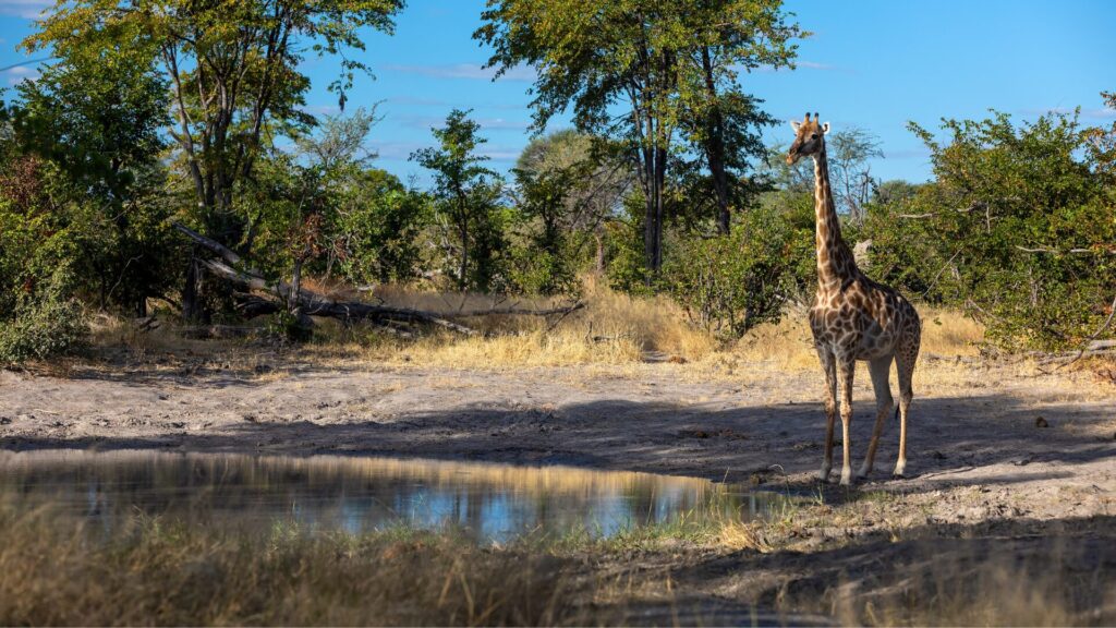 Best Time for South Africa Safari to see giraffe