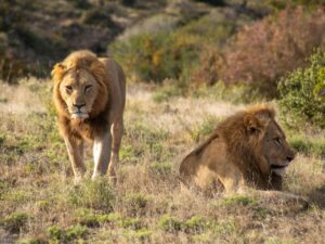 Roaming with Giants: A lion rests under the African sun at Aquila Game Reserve