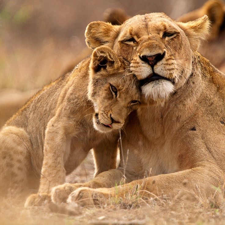 6 day Kruger safari & Eswatini cultural explorer