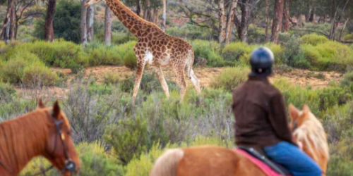 4-day Cape Town Safari