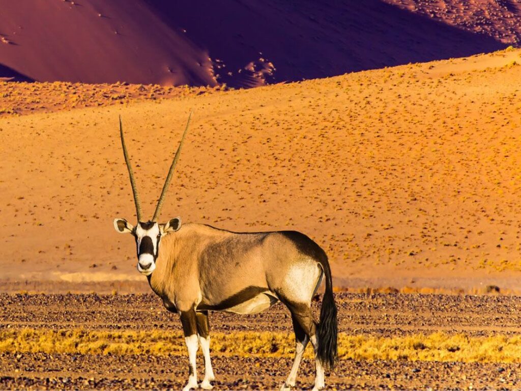Etosha Tours