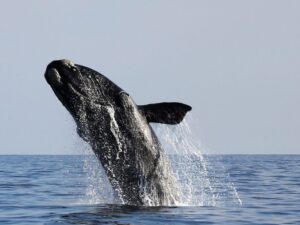 Whale watching Cape Town
