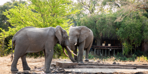 7-Day Safari South Africa