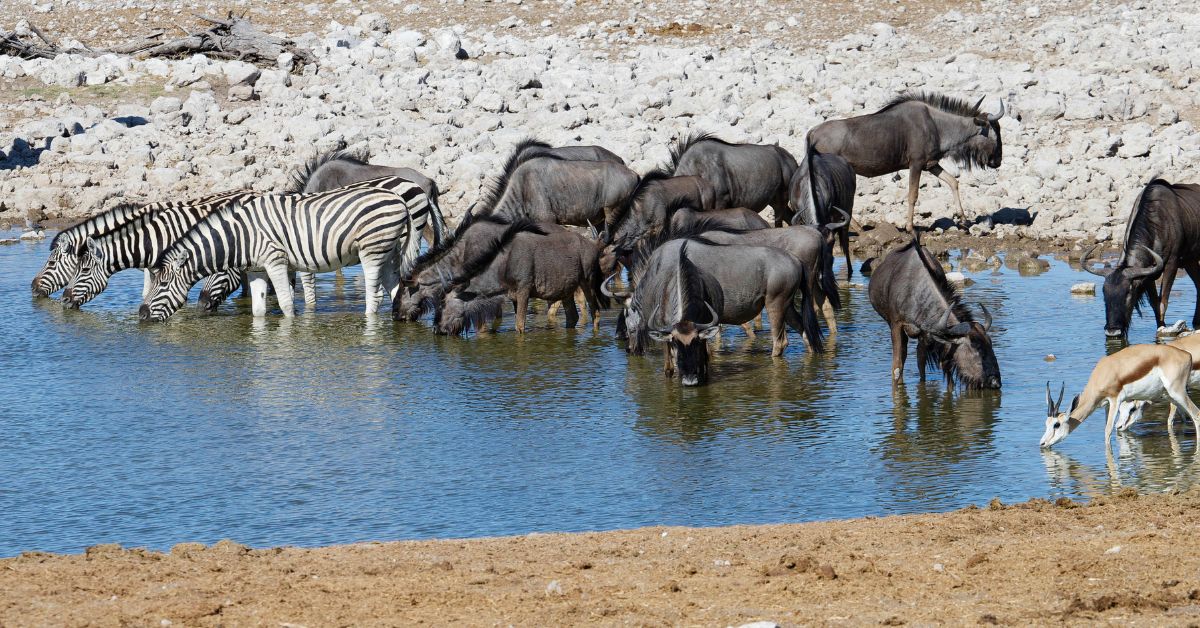 Namibia big five