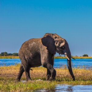 Elephant in South Africa Big Five