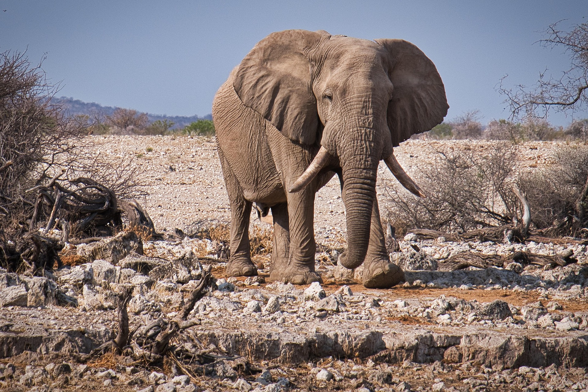 Namibia big five