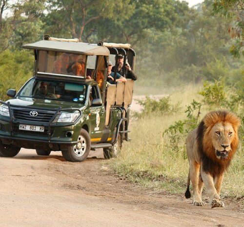 Kruger vs Chobe Safari