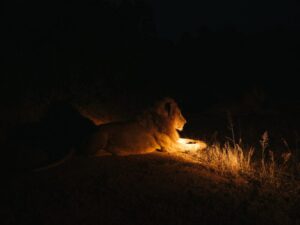 Lions hunting under the stars during a South Africa night safari