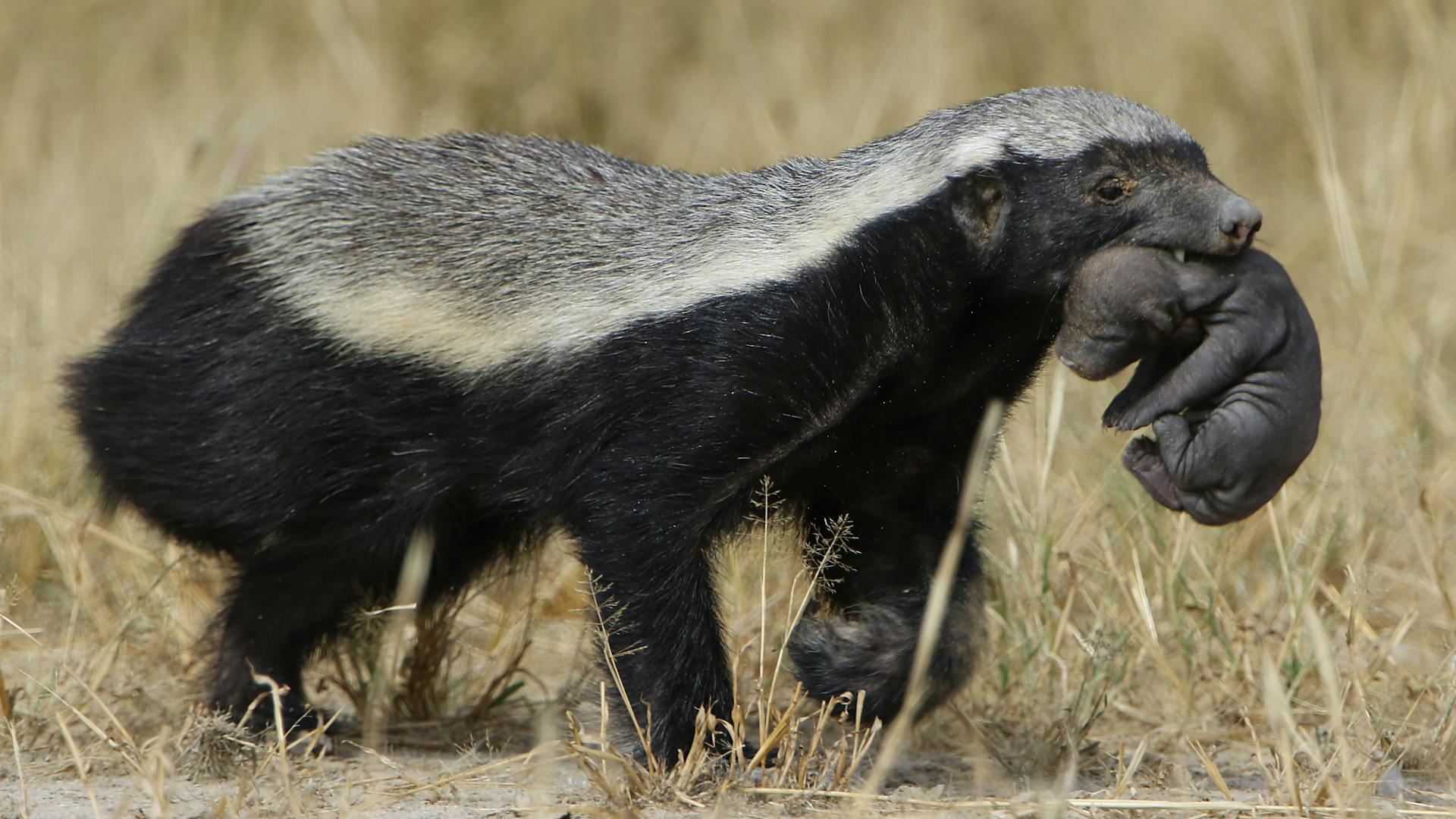 Kruger’s lesser-known wildlife