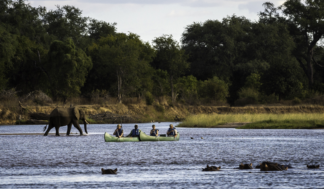 Zimbabwe Safari