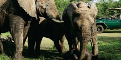 South African Safari