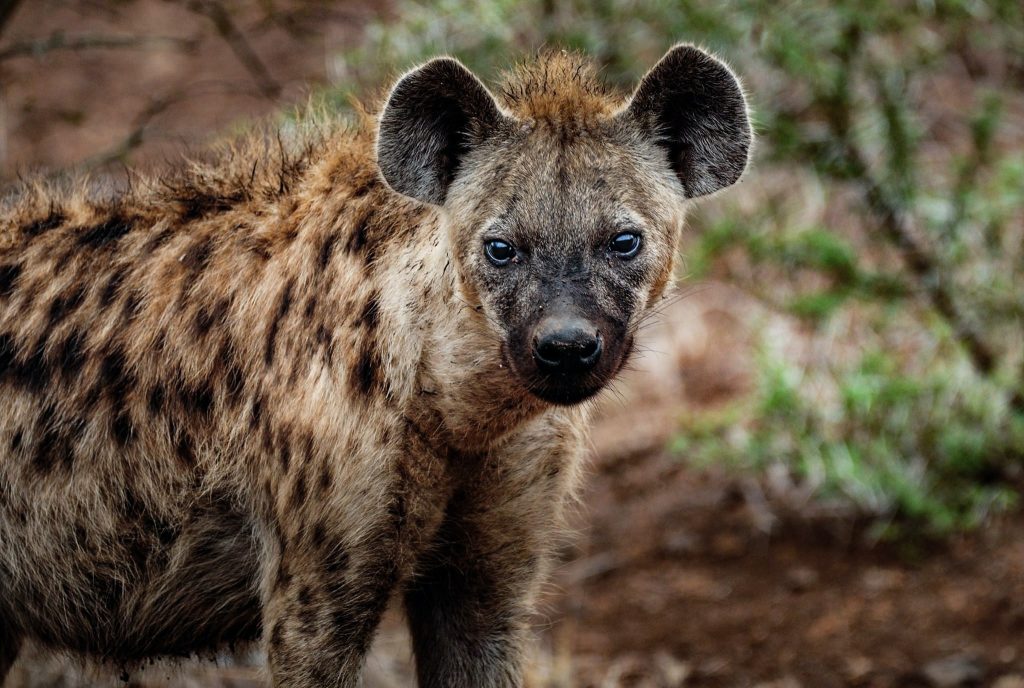 Hyena in Kruger National Park