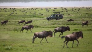 serengeti national park