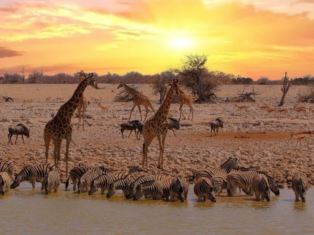 Etosha National Park