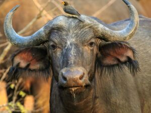 buffalo roaming through the grasslands