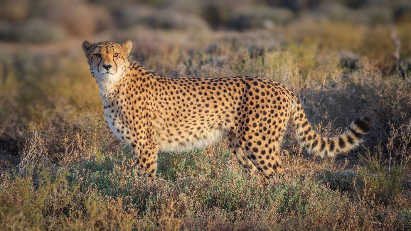 Inverdoorn Game Reserve Lodge, Ceres, near Cape Town