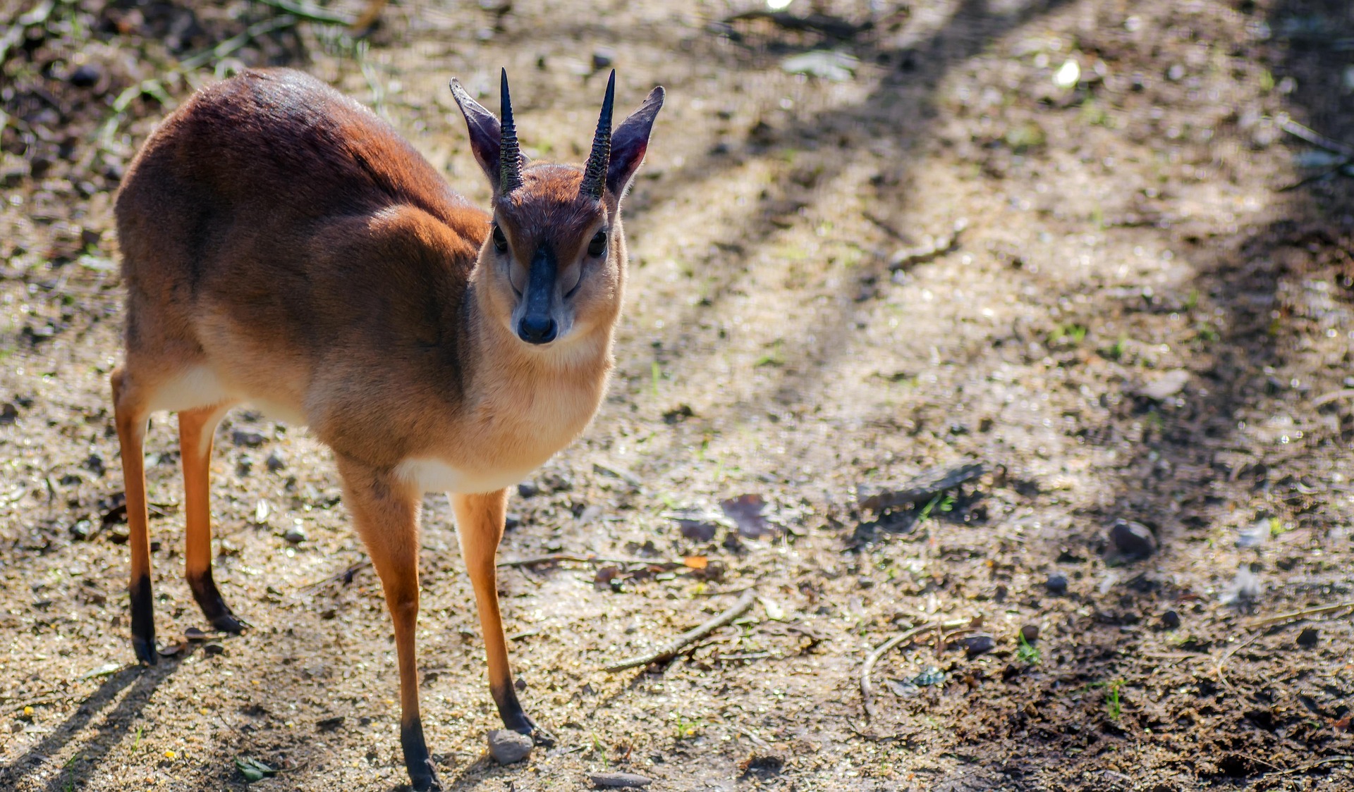 Kruger’s lesser-known wildlife