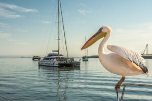 Flamingo at Walvis Bay