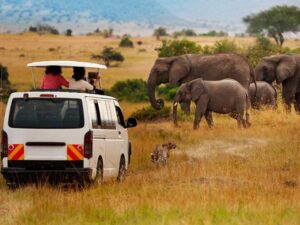 Elephants roaming freely at Aquila Game Reserve during a Big Five safari