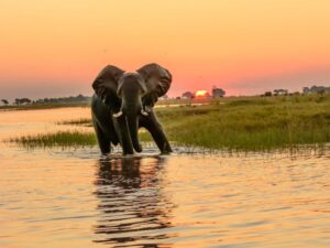 Multi-country Itinerary, elephant spotted