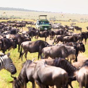 southern Africa safari