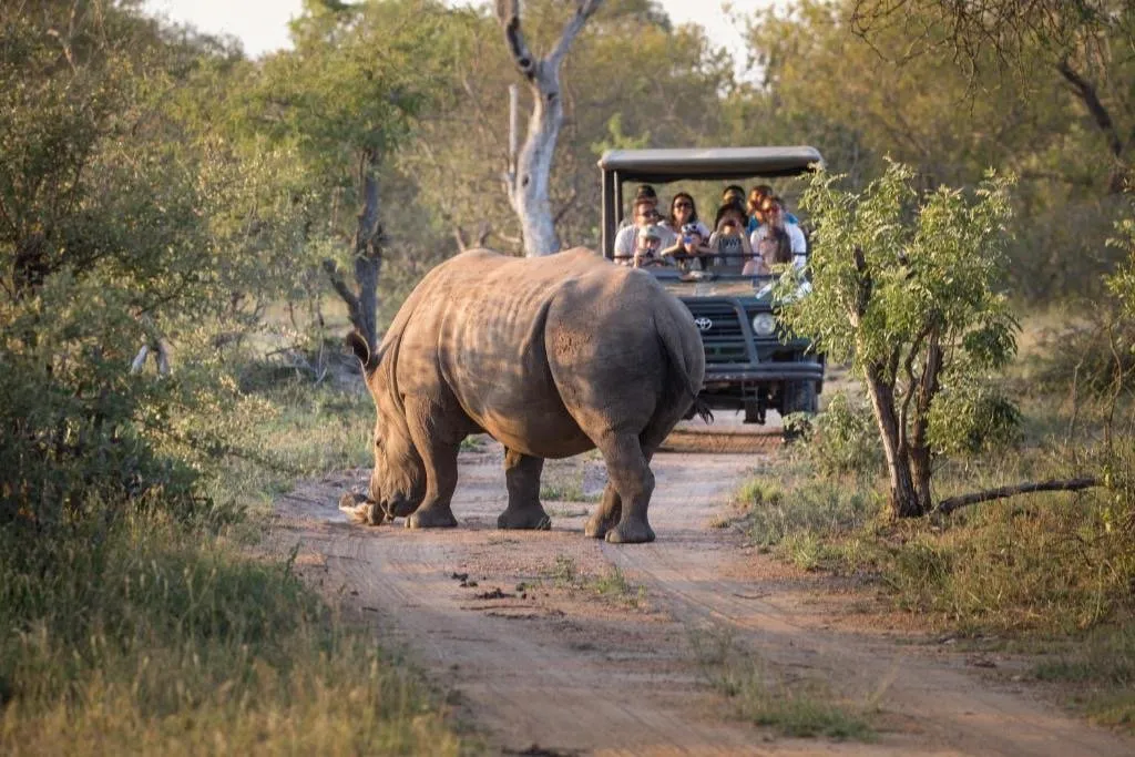 Kruger National Park Safari