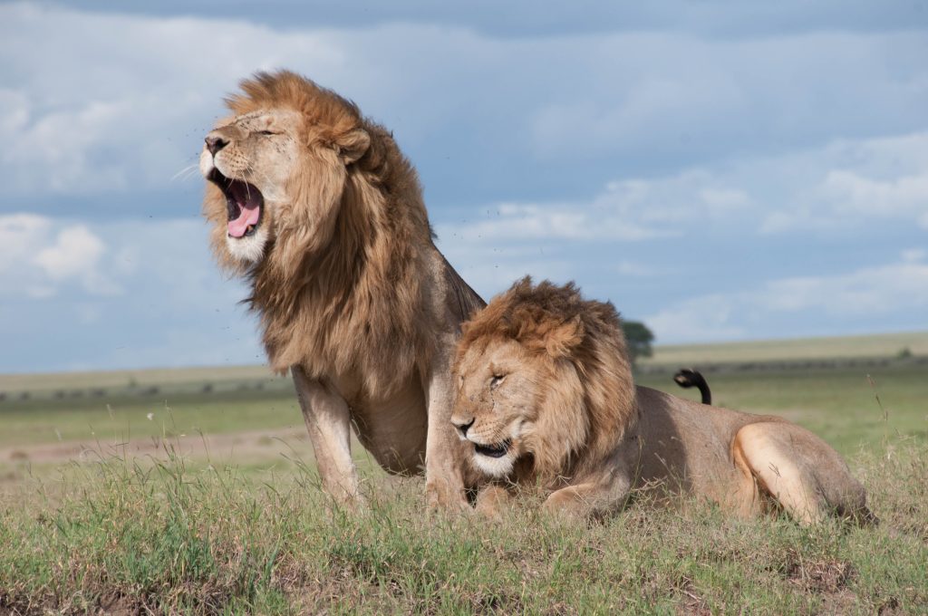 predators of the Kruger National Park