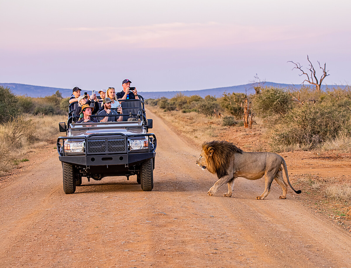 Knap Tours guests on a game drive with a lion in Madikwe