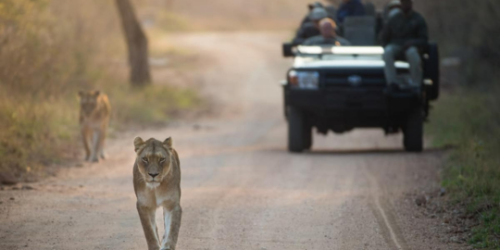 kapama game reserve safari package