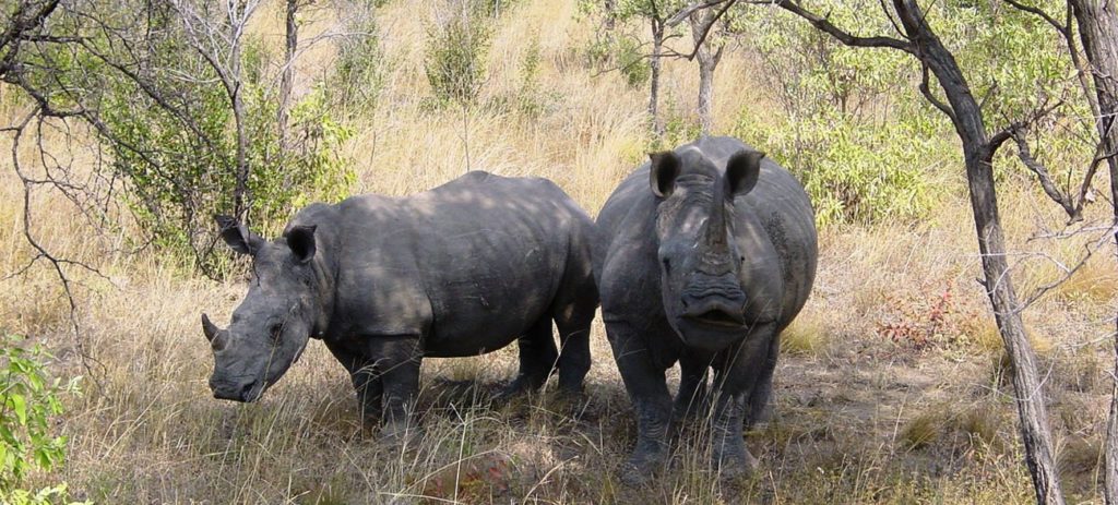 Tremisana Game Lodge, Balule, Greater Kruger